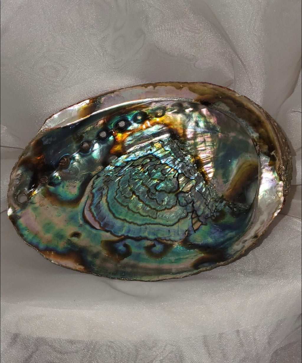 Large Abalone Shell - Bowl for Smudging