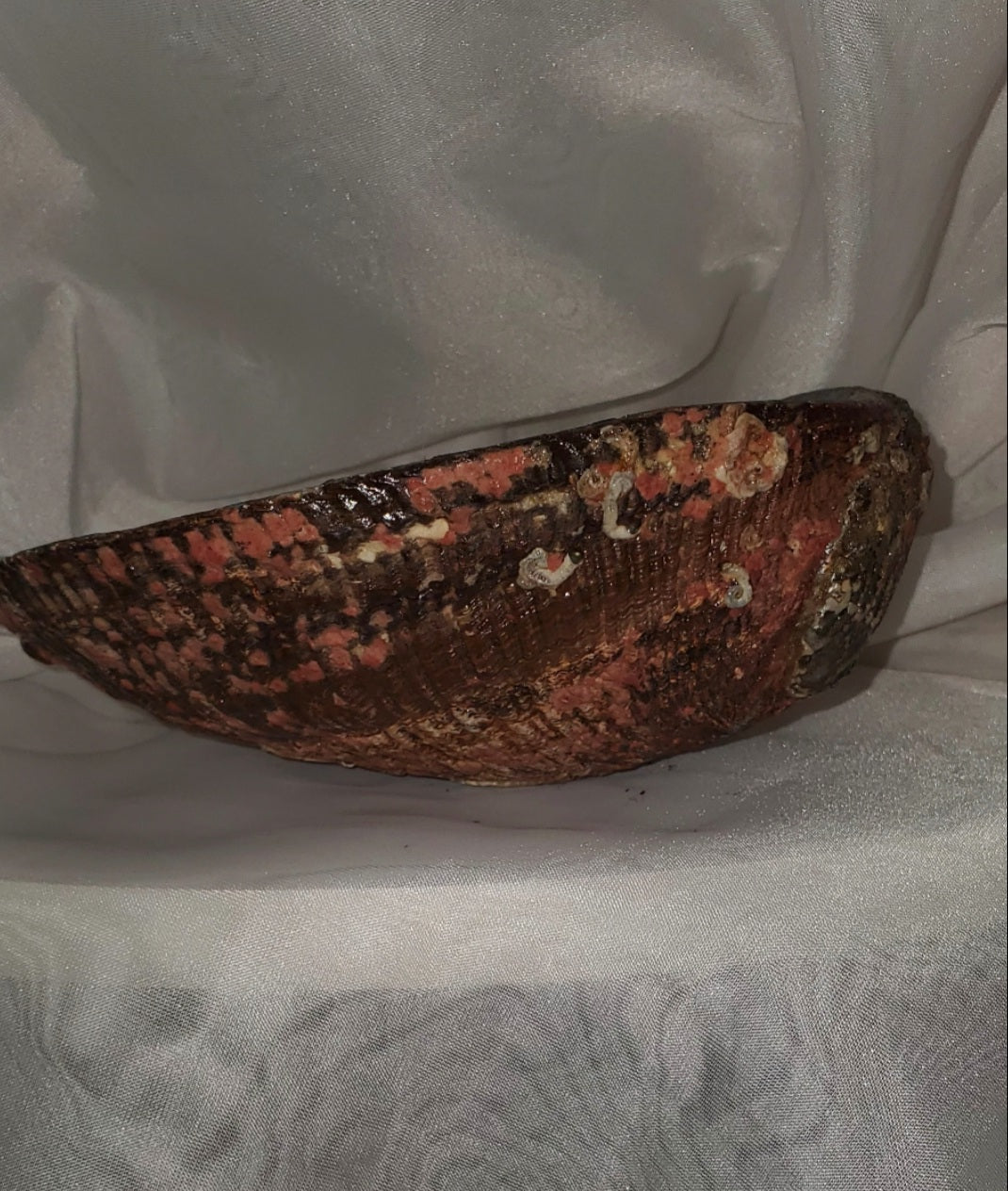 Large Abalone Shell - Bowl for Smudging